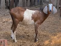 Cabro, Cabras — foto 3