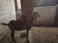 Chèvre, Beetal goats — photo 4