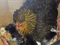 Chickens — الصورة 2