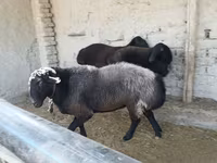 Qoç, Edilbay sheep — foto 2