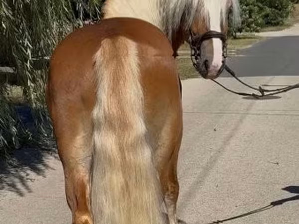 Aygʻir, Haflinger
