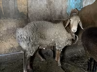 Widder, Rhon sheep — Foto 5