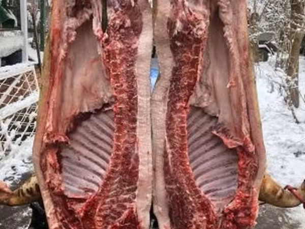 Schweine (Partie, Geschlecht nicht angegeben), Мангалица