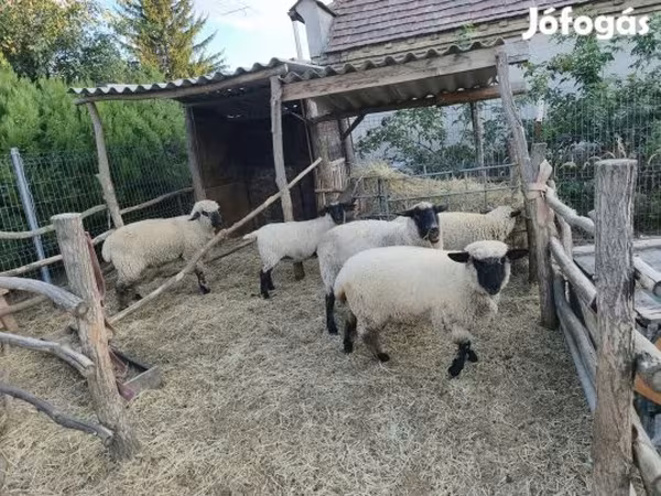 Brebis, German Blackheaded Mutton sheep — Hongrie