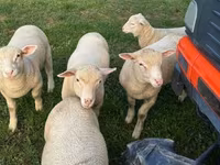 Қой, Ile-de-France sheep — 3-сурет