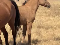 公马, Kazakh horse — 照片 1