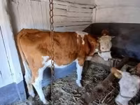 Сиыр, Simmental cattle — 2-сурет