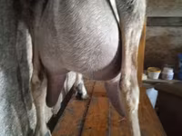 Cabra, Beetal goats — foto 4