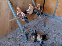 Bantam — photo 2