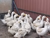 Ducks — Foto 1