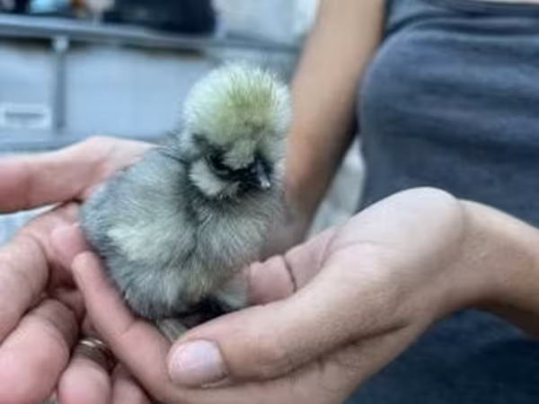 Silkie
