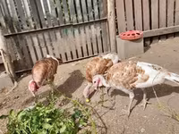 Turkeys — Foto 3