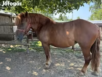 Horse (M), Hungarian horse breed — photo 3