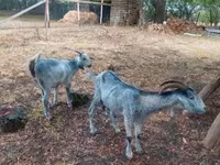 Ziege, Nubian Goat — Foto 6