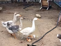 Geese — zdjęcie 2