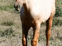 Aygʻir, Quarter Horse — 2-rasm