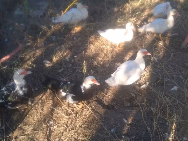 Domestic Muscovy