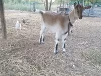 बकरी, Alpine goat — फ़ोटो 6