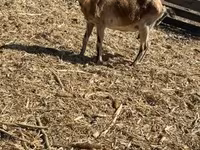 母山羊, Goats — 照片 4