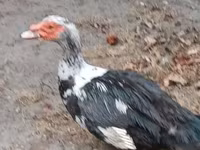 Ducks — الصورة 1
