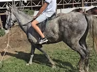 Caballo, Lipizzaner — foto 1