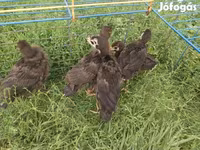 Turkeys — photo 1