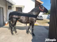 母马, Horses — 照片 6