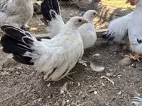 Chickens — الصورة 1