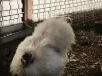 Silkie — zdjęcie 2
