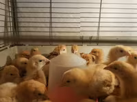 Chickens — Foto 6