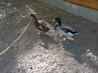 Ducks — 写真 3