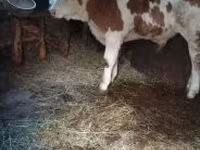 雄牛, Simmental cattle — 写真 2