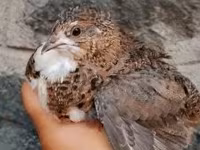 Quails — Foto 4