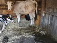 Vaca, Simmental cattle — foto 3