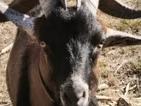 تيس, Alpine goat — الصورة 6