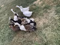 Ducks — zdjęcie 1