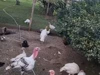 Turkeys — photo 1