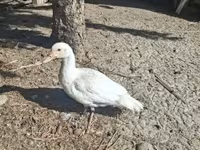 Ducks — fotografija 2