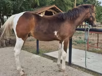 At, Hungarian horse breed — foto 2