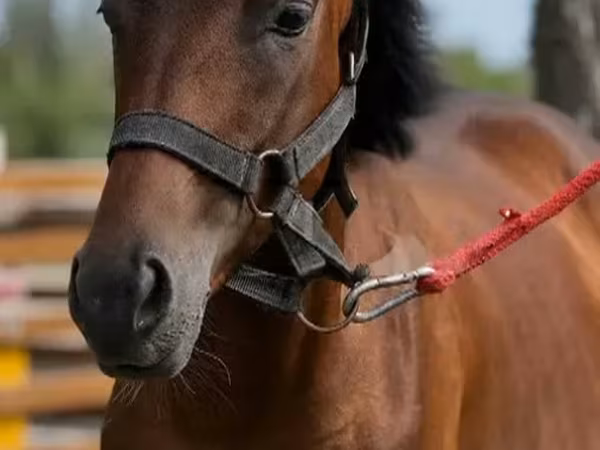 Pastuv, Anglo-Arabian