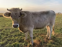 Sigir, Swiss cattle — 3-rasm