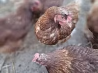 Chickens — zdjęcie 1
