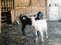 Jarac, Kamori goats — fotografija 2
