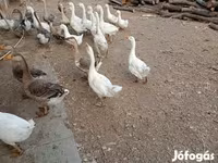 Geese — 照片 2