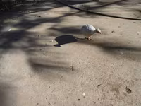 Guinea fowl — zdjęcie 3