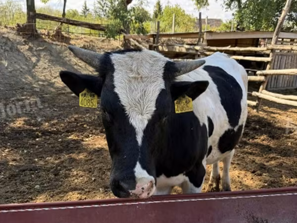 Taureau, Race Holstein — Hongrie