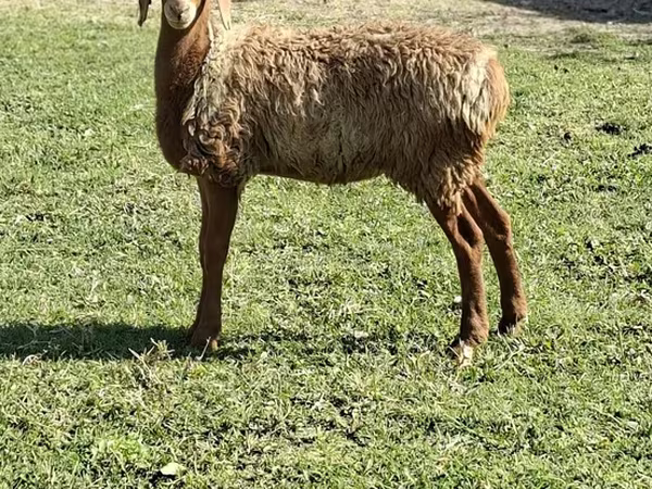 Ovan, Овце