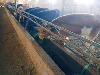 Sigir, Swiss cattle — 3-rasm