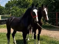 Koń, Dutch warmblood horse — zdjęcie 2