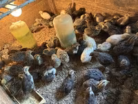 Quails — foto 2